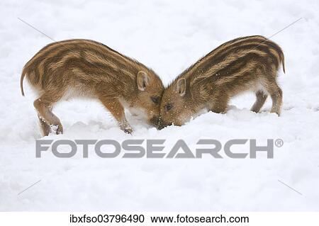 Stock Image - "Wild Boars (Sus scrofa) piglets digging in the snow, captive, Saxony, Germany, Europe". Fotosearch