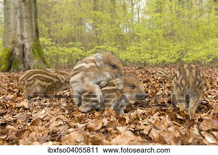 "Wild Boars (Sus scrofa), piglets playing in a spring forest, captive, North Rhine-Westphalia, Germany, Europe" View Large Photo Image Stock Image - "Wild Boars (Sus scrofa), piglets playing in a spring forest, captive, North Rhine-Westphalia, Germany, Europe". Fotosearch