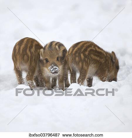 "Wild Boars (Sus scrofa), piglets standing in the snow, captive, Saxony, Germany, Europe" View Large Photo Image Stock Photo - "Wild Boars (Sus scrofa), piglets standing in the snow, captive, Saxony, Germany, Europe". Fotosearch