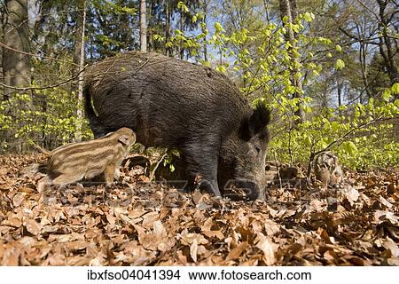 "Wild Boars (Sus scrofa), sow and piglets in a spring forest, captive, North Rhine-Westphalia, Germany, Europe" View Large Photo Image Picture - "Wild Boars (Sus scrofa), sow and piglets in a spring forest, captive, North Rhine-Westphalia, Germany, Europe". Fotosearch