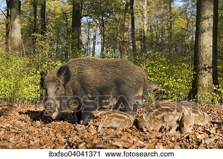 Stock Image - "Wild Boars (Sus scrofa), sow and piglets in a spring forest, captive, North Rhine-Westphalia, Germany, Europe". Fotosearch