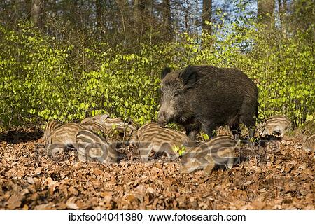 "Wild Boars (Sus scrofa), sow and piglets in a spring forest, captive, North Rhine-Westphalia, Germany, Europe" View Large Photo Image Stock Image - "Wild Boars (Sus scrofa), sow and piglets in a spring forest, captive, North Rhine-Westphalia, Germany, Europe". Fotosearch