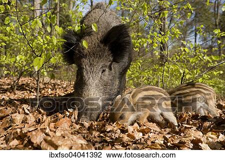 "Wild Boars (Sus scrofa), sow and piglets in a spring forest, captive, North Rhine-Westphalia, Germany, Europe" View Large Photo Image Stock Image - "Wild Boars (Sus scrofa), sow and piglets in a spring forest, captive, North Rhine-Westphalia, Germany, Europe". Fotosearch