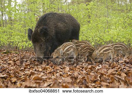 "Wild Boars (Sus scrofa), sow and piglets in a spring forest, captive, North Rhine-Westphalia, Germany, Europe" View Large Photo Image Stock Image - "Wild Boars (Sus scrofa), sow and piglets in a spring forest, captive, North Rhine-Westphalia, Germany, Europe". Fotosearch
