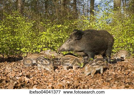 Stock Photo - "Wild Boars (Sus scrofa), sow and piglets in a spring forest, captive, North Rhine-Westphalia, Germany, Europe". Fotosearch