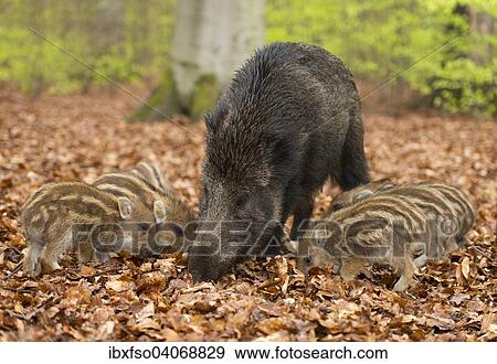 "Wild Boars (Sus scrofa), sow and piglets in a spring forest, captive, North Rhine-Westphalia, Germany, Europe" View Large Photo Image Stock Photo - "Wild Boars (Sus scrofa), sow and piglets in a spring forest, captive, North Rhine-Westphalia, Germany, Europe". Fotosearch
