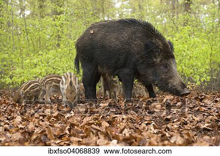 "Wild Boars (Sus scrofa), sow and piglets in a spring forest, captive, North Rhine-Westphalia, Germany, Europe" View Large Photo Image Stock Photo - "Wild Boars (Sus scrofa), sow and piglets in a spring forest, captive, North Rhine-Westphalia, Germany, Europe". Fotosearch