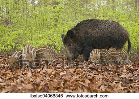 "Wild Boars (Sus scrofa), sow and piglets in a spring forest, captive, North Rhine-Westphalia, Germany, Europe" View Large Photo Image Stock Photograph - "Wild Boars (Sus scrofa), sow and piglets in a spring forest, captive, North Rhine-Westphalia, Germany, Europe". Fotosearch