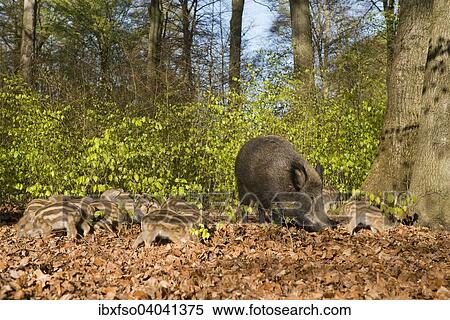 "Wild Boars (Sus scrofa), sow and piglets in a spring forest, captive, North Rhine-Westphalia, Germany, Europe" View Large Photo Image Stock Photography - "Wild Boars (Sus scrofa), sow and piglets in a spring forest, captive, North Rhine-Westphalia, Germany, Europe". Fotosearch
