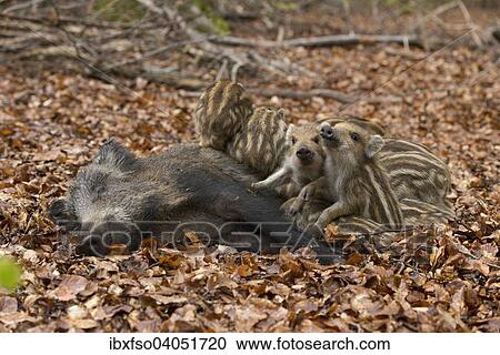 "Wild Boars (Sus scrofa), sow suckling piglets, captive, North Rhine-Westphalia, Germany, Europe" View Large Photo Image Stock Image - "Wild Boars (Sus scrofa), sow suckling piglets, captive, North Rhine-Westphalia, Germany, Europe". Fotosearch