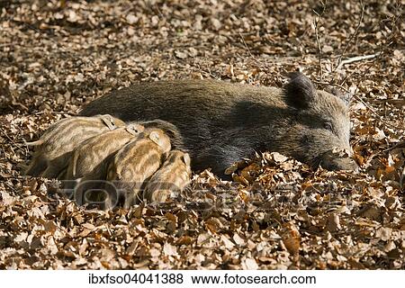 "Wild Boars (Sus scrofa), sow suckling piglets, captive, North Rhine-Westphalia, Germany, Europe" View Large Photo Image Stock Photo - "Wild Boars (Sus scrofa), sow suckling piglets, captive, North Rhine-Westphalia, Germany, Europe". Fotosearch