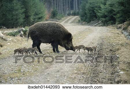 "Wild Boars (Sus scrofa), sow with 2-week old piglets on a forest path, Allgaeu, Bavaria, Germany, Europe" View Large Photo Image Stock Image - "Wild Boars (Sus scrofa), sow with 2-week old piglets on a forest path, Allgaeu, Bavaria, Germany, Europe". Fotosearch