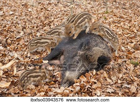 "Wild Boars (Sus scrofa), sow with suckling piglets, captive, North Rhine-Westphalia, Germany, Europe" View Large Photo Image Stock Photograph - "Wild Boars (Sus scrofa), sow with suckling piglets, captive, North Rhine-Westphalia, Germany, Europe". Fotosearch