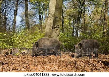 "Wild Boars (Sus scrofa), sows and piglets in a spring forest, captive, North Rhine-Westphalia, Germany, Europe" View Large Photo Image Stock Image - "Wild Boars (Sus scrofa), sows and piglets in a spring forest, captive, North Rhine-Westphalia, Germany, Europe". Fotosearch