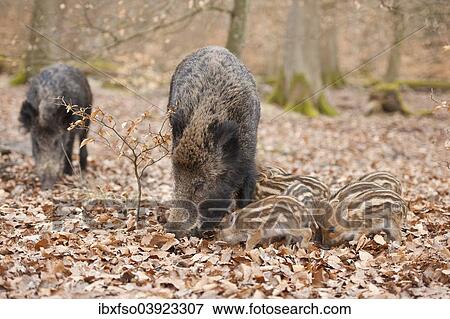 Stock Photo - "Wild Boars (Sus scrofa), sows and piglets, captive, North Rhine-Westphalia, Germany, Europe". Fotosearch