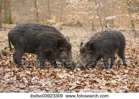 "Wild Boars (Sus scrofa), sows, captive, North Rhine-Westphalia, Germany, Europe" View Large Photo Image Stock Photo - "Wild Boars (Sus scrofa), sows, captive, North Rhine-Westphalia, Germany, Europe". Fotosearch