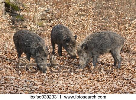 Stock Image - "Wild Boars (Sus scrofa), sows with piglets, captive, North Rhine-Westphalia, Germany, Europe". Fotosearch