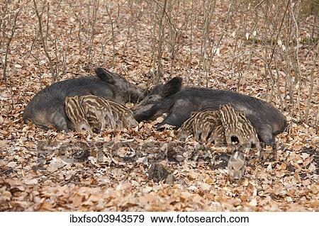 "Wild Boars (Sus scrofa), two sows with suckling piglets, captive, North Rhine-Westphalia, Germany, Europe" View Large Photo Image Stock Photo - "Wild Boars (Sus scrofa), two sows with suckling piglets, captive, North Rhine-Westphalia, Germany, Europe". Fotosearch