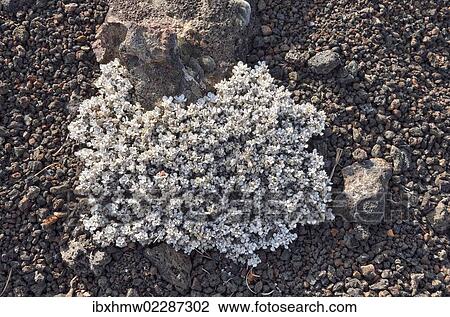 Stock Image - "Wild Buckwheat or Cushion Buckwheat (Eriogonum ovalifolium), Craters of the Moon National Monument, Arco, Highway 20, Idaho, USA". Fotosearch