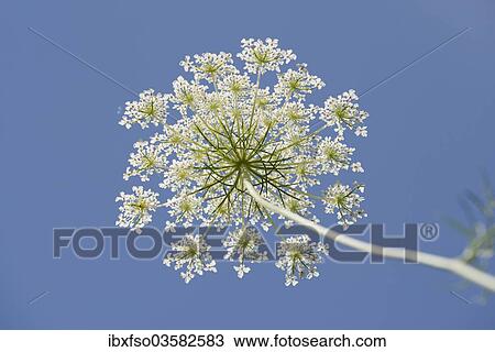 "Wild carrot (Daucus carota), umbelliferous blossom from below against a blue sky, Jena, Thuringia, Germany, Europe" View Large Photo Image Stock Image - "Wild carrot (Daucus carota), umbelliferous blossom from below against a blue sky, Jena, Thuringia, Germany, Europe". Fotosearch