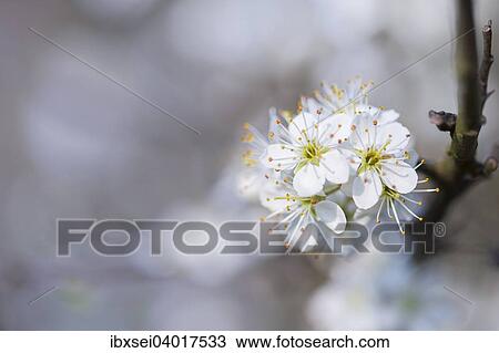 "Wild Cherry blossoms (Prunus avium), Germany, Europe" View Large Photo Image Stock Image - "Wild Cherry blossoms (Prunus avium), Germany, Europe". Fotosearch