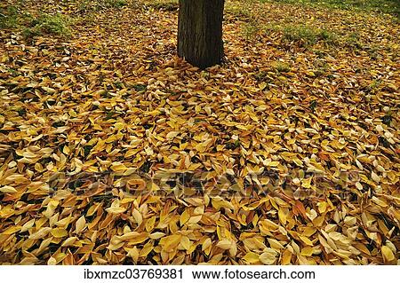"Wild Cherry or Sweet Cherry (Prunus avium), fallen leaves in autumn, Bavaria, Germany, Europe" View Large Photo Image Stock Image - "Wild Cherry or Sweet Cherry (Prunus avium), fallen leaves in autumn, Bavaria, Germany, Europe". Fotosearch