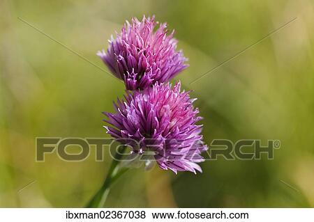 "Wild chives (Allium schoenoprasum ssp. Sibiricum), Wurzeralm alp, Spital am Pyhrn, Pyhrn-Priel, Traunviertel region, Upper Austria, Austria, Europe" View Large Photo Image Stock Photo - "Wild chives (Allium schoenoprasum ssp. Sibiricum), Wurzeralm alp, Spital am Pyhrn, Pyhrn-Priel, Traunviertel region, Upper Austria, Austria, Europe". Fotosearch