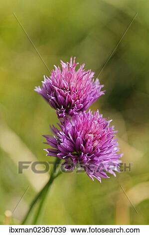 "Wild chives (Allium schoenoprasum ssp. Sibiricum), Wurzeralm alp, Spital am Pyhrn, Pyhrn-Priel, Traunviertel region, Upper Austria, Austria, Europe" View Large Photo Image Stock Photo - "Wild chives (Allium schoenoprasum ssp. Sibiricum), Wurzeralm alp, Spital am Pyhrn, Pyhrn-Priel, Traunviertel region, Upper Austria, Austria, Europe". Fotosearch