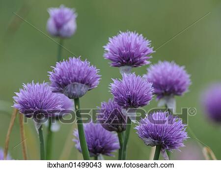 "Wild chives (Allium schoenoprasum), Mala Fatra National Park, Slovakia, Europe" View Large Photo Image Stock Image - "Wild chives (Allium schoenoprasum), Mala Fatra National Park, Slovakia, Europe". Fotosearch