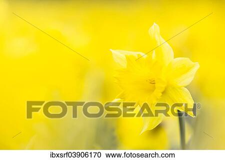 Stock Image - "Wild Daffodil (Narcissus pseudonarcissus), Hesse, Germany, Europe". Fotosearch