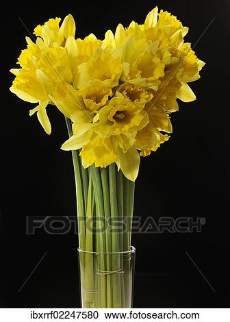 "Wild daffodils, Lent lilies (Narcissus pseudonarcissus)" View Large Photo Image Stock Image - "Wild daffodils, Lent lilies (Narcissus pseudonarcissus)". Fotosearch