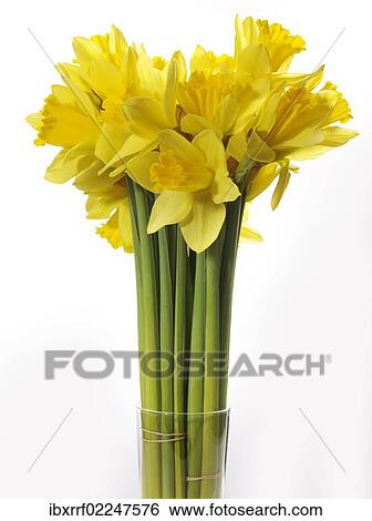 Stock Photograph - "Wild daffodils, Lent lilies (Narcissus pseudonarcissus)". Fotosearch