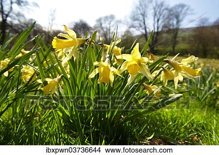 "Wild Daffodils (Narcissus pseudonarcissus), Farndale Valley, North York Moors National Park, North Yorkshire, England" View Large Photo Image Picture - "Wild Daffodils (Narcissus pseudonarcissus), Farndale Valley, North York Moors National Park, North Yorkshire, England". Fotosearch