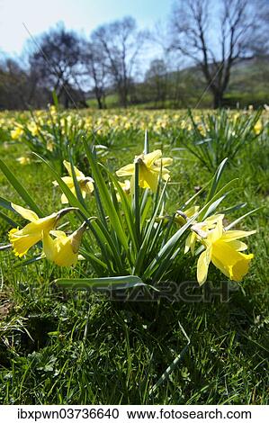 Stock Image - "Wild Daffodils (Narcissus pseudonarcissus), Farndale Valley, North York Moors National Park, North Yorkshire, England". Fotosearch