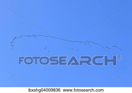 "Wild geese (Anser), Mecklenburg-Western Pomerania, Germany, Europe" View Large Photo Image Stock Photograph - "Wild geese (Anser), Mecklenburg-Western Pomerania, Germany, Europe". Fotosearch