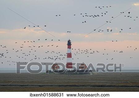 "Wild geese in front of Westerhever lighthouse, Schleswig-Holstein, Germany, Europe" View Large Photo Image Stock Image - "Wild geese in front of Westerhever lighthouse, Schleswig-Holstein, Germany, Europe". Fotosearch