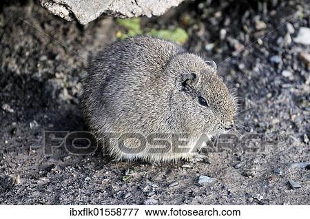 "Wild guinea pig (Cavia porcellus) in the Argentine Andes near Mendoza, Argentina, South America" View Large Photo Image Stock Photo - "Wild guinea pig (Cavia porcellus) in the Argentine Andes near Mendoza, Argentina, South America". Fotosearch