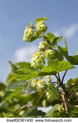 Stock Image - Wild Hops (Humulus lupulus). Fotosearch