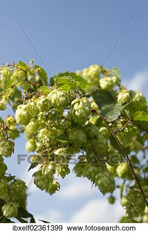 Stock Photo - Wild Hops (Humulus lupulus). Fotosearch