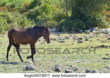 Stock Photo - "Wild horse, bay stallion, on the Giara di Gesturi plateau, Medio Campidano, Sardinia, Italy Province, Europe". Fotosearch
