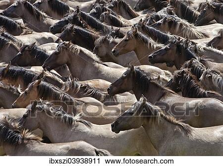 "Wild horses, Dulmen, Munsterland, North Rhine-Westphalia, Germany, Europe" View Large Photo Image Stock Image - "Wild horses, Dulmen, Munsterland, North Rhine-Westphalia, Germany, Europe". Fotosearch