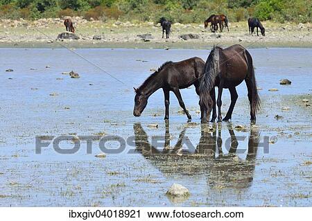 "Wild horses, mare and foal, at pond Pauli Majori, Giara di Gesturi plateau, Medio Campidano, Sardinia, Italy Province, Europe" View Large Photo Image Stock Image - "Wild horses, mare and foal, at pond Pauli Majori, Giara di Gesturi plateau, Medio Campidano, Sardinia, Italy Province, Europe". Fotosearch