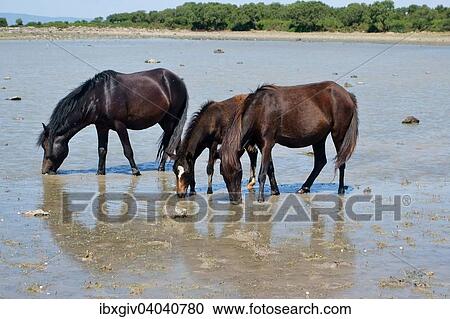 "Wild horses with a foal at the pond of Pauli Majori, Giara di Gesturi, Province of Medio Campidano, Sardinia, Italy, Europe" View Large Photo Image Stock Image - "Wild horses with a foal at the pond of Pauli Majori, Giara di Gesturi, Province of Medio Campidano, Sardinia, Italy, Europe". Fotosearch