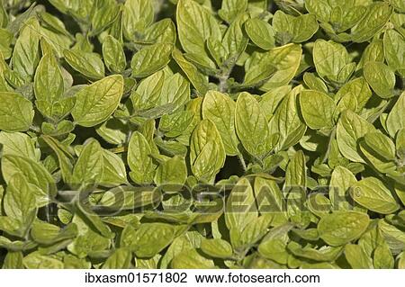 Wild marjoram or Oregano (Origanum vulgare) View Large Photo Image Stock Image - Wild marjoram or Oregano (Origanum vulgare). Fotosearch