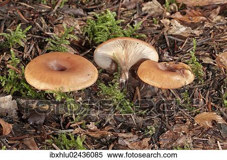 "Wild mushroom (Lepista inversa), Untergroeningen, Baden-Wuerttemberg, Germany, Europe" View Large Photo Image Stock Photography - "Wild mushroom (Lepista inversa), Untergroeningen, Baden-Wuerttemberg, Germany, Europe". Fotosearch