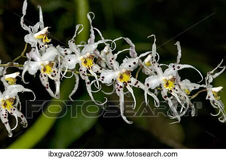 "Wild Orchid flower (Odontoglossum sp. ), Tandayapa region, Andean cloud forest, Ecuador, South America" View Large Photo Image Stock Photo - "Wild Orchid flower (Odontoglossum sp. ), Tandayapa region, Andean cloud forest, Ecuador, South America". Fotosearch