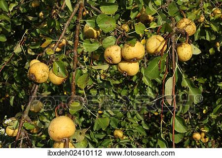 "Wild Pears (Pyrus pyraster), Allgaeu, Bavaria, Germany, Europe" View Large Photo Image Stock Image - "Wild Pears (Pyrus pyraster), Allgaeu, Bavaria, Germany, Europe". Fotosearch