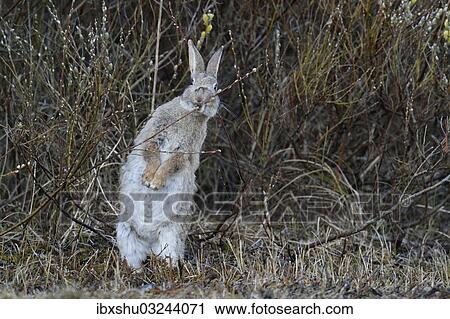 Stock Image - "Wild Rabbit or Common Rabbit (Oryctolagus cuniculus), feeding on flowering pussy willow (Salix sp), De Geul, Texel, Texel, West Frisian Islands, province of North Holland, The Netherlands, Europe". Fotosearch