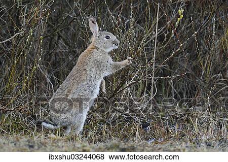 "Wild Rabbit or Common Rabbit (Oryctolagus cuniculus), feeding on flowering pussy willow (Salix sp), De Geul, Texel, Texel, West Frisian Islands, province of North Holland, The Netherlands, Europe" View Large Photo Image Stock Photo - "Wild Rabbit or Common Rabbit (Oryctolagus cuniculus), feeding on flowering pussy willow (Salix sp), De Geul, Texel, Texel, West Frisian Islands, province of North Holland, The Netherlands, Europe". Fotosearch