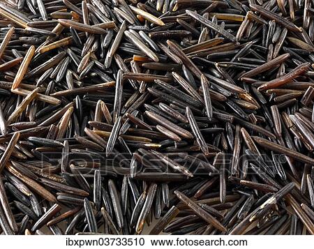 Wild rice grains View Large Photo Image Stock Image - Wild rice grains. Fotosearch